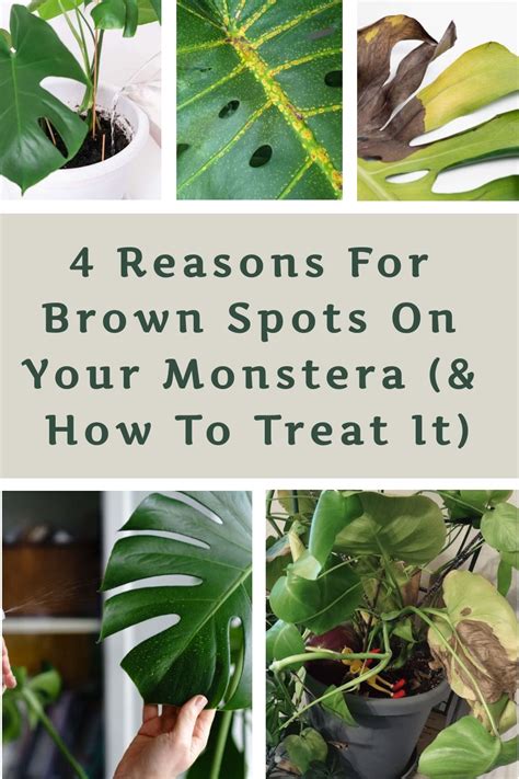 9 Reasons for Brown Spots on Monstera (And How to。